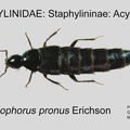 STAPH-ACYL Acylophorus pronus GP MSU-ARC