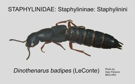 STAPH-STAPH Dinothenarus badipes GP MSU-ARC