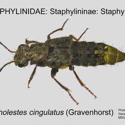 Staphylinidae