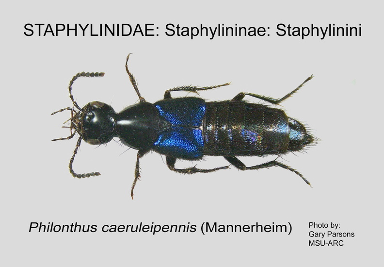STAPH-STAPH Philonthus caeruleipennis GP MSU-ARC.jpg