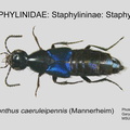 STAPH-STAPH Philonthus caeruleipennis GP MSU-ARC