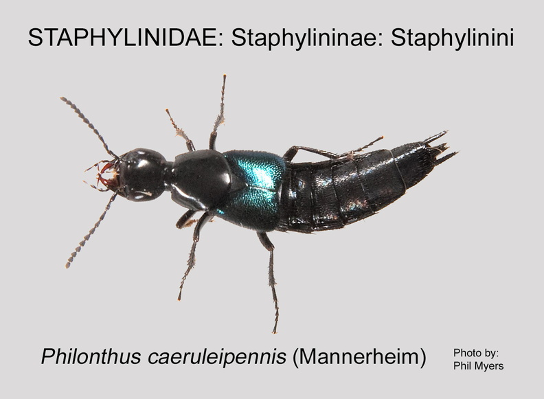 STAPH-STAPH Philonthus caeruleipennis PM.jpg