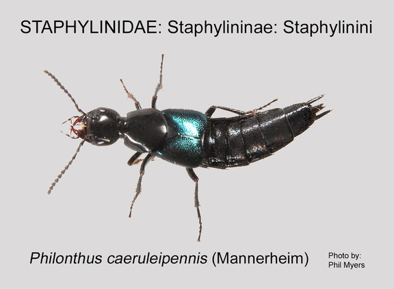 STAPH-STAPH Philonthus caeruleipennis PM