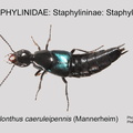 STAPH-STAPH Philonthus caeruleipennis PM