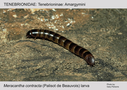 TENE-AMAR Meracantha contracta larva GP