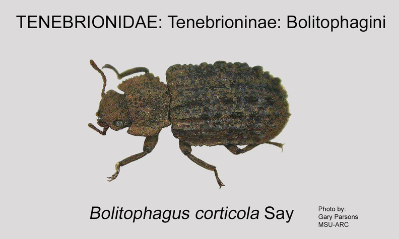 TENE-BOLI Bolitophagus corticola GP MSU-ARC.jpg