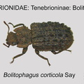 TENE-BOLI Bolitophagus corticola GP MSU-ARC