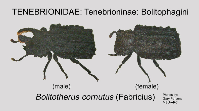 TENE-BOLI Bolitotherus cornutus male GP MSU-ARC.jpg