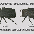 TENE-BOLI Bolitotherus cornutus male GP MSU-ARC