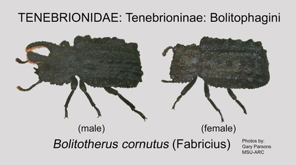 TENE-BOLI Bolitotherus cornutus male GP MSU-ARC