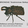 TENE-BOLI Bolitotherus cornutus mites GP MSU-ARC