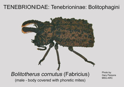 TENE-BOLI Bolitotherus cornutus mites GP MSU-ARC