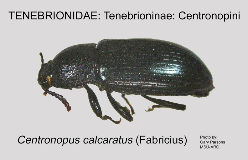 TENE-CENT Centronopus calcaratus GP MSU-ARC.jpg