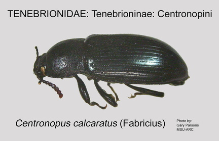 TENE-CENT Centronopus calcaratus GP MSU-ARC