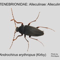ALLE-ALLE Androchirus erythropus  Phil Myers .jpg