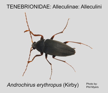 ALLE-ALLE Androchirus erythropus  Phil Myers 