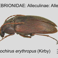 ALLE-ALLE Androchirus erythropus GP MSU-ARC