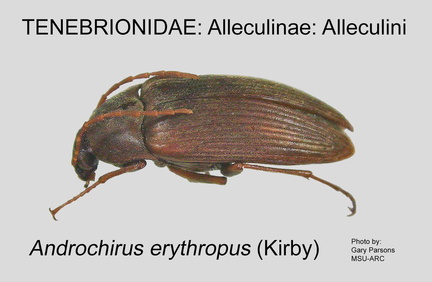 ALLE-ALLE Androchirus erythropus GP MSU-ARC