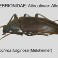 ALLE-ALLE Capnochroa fuliginosa GP MSU-ARC