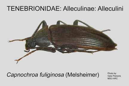 ALLE-ALLE Capnochroa fuliginosa GP MSU-ARC
