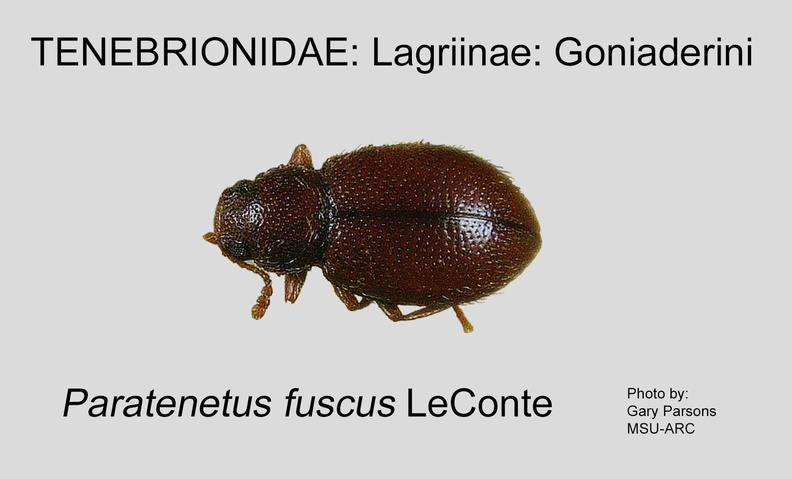 LAGR-GONI Paratenetus fuscus GP MSU-ARC.jpg