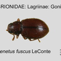 LAGR-GONI Paratenetus fuscus GP MSU-ARC