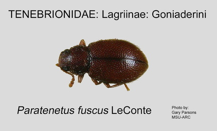 LAGR-GONI Paratenetus fuscus GP MSU-ARC