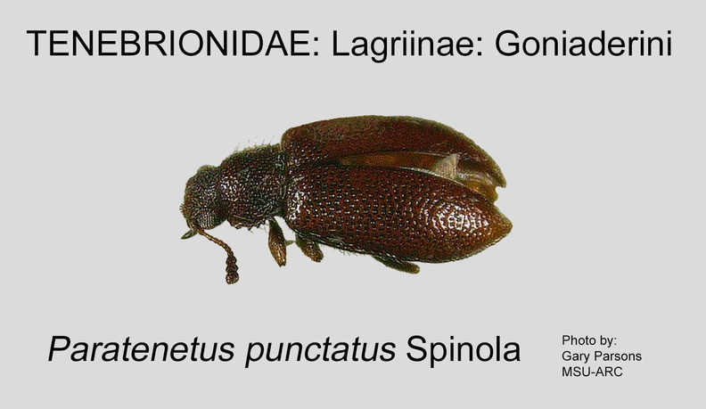 LAGR-GONI Paratenetus punctatus GP MSU-ARC.jpg