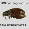 LAGR-GONI Paratenetus punctatus GP MSU-ARC