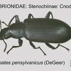 Tenebrionidae