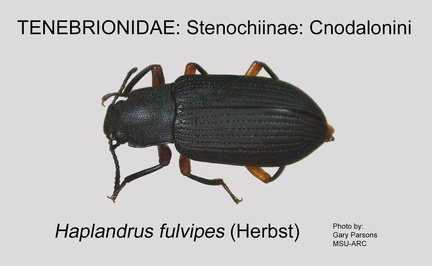 STEN-CNOD Haplandrus fulvipes  GP MSU-ARC