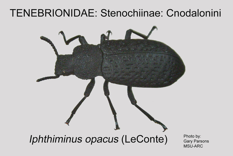 STEN-CNOD Iphthiminus opacus GP MSU-ARC.jpg
