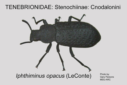 STEN-CNOD Iphthiminus opacus GP MSU-ARC