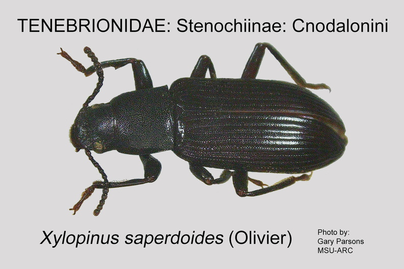 STEN-CNOD Xylopinus saperdoides GP  MSU-ARC.jpg
