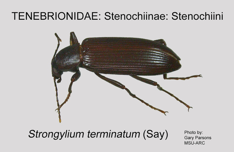 STEN-STEN Strongylium terminatum GP MSU-ARC.jpg