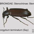 STEN-STEN Strongylium terminatum GP MSU-ARC