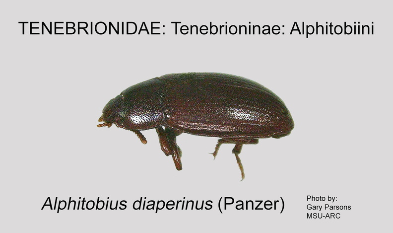 TENE-ALPH Alphitobius diaperinus GP MSU-ARC.jpg