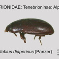 TENE-ALPH Alphitobius diaperinus GP MSU-ARC