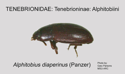 TENE-ALPH Alphitobius diaperinus GP MSU-ARC