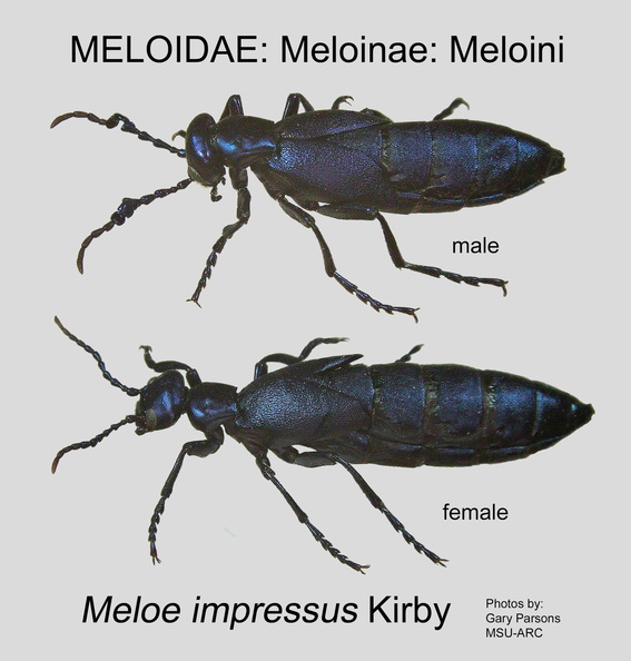 MELO-MELO Meloe impressus male GP MSU-ARC .jpg