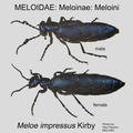 MELO-MELO Meloe impressus male GP MSU-ARC 