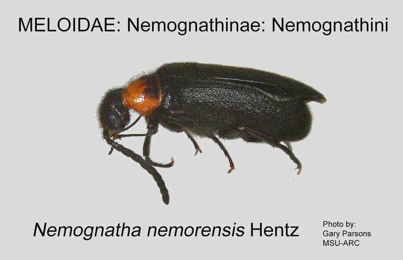 NEMO-NEMO Neomgnathus nemorensis GP MSU-ARC.jpg