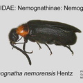 NEMO-NEMO Neomgnathus nemorensis GP MSU-ARC