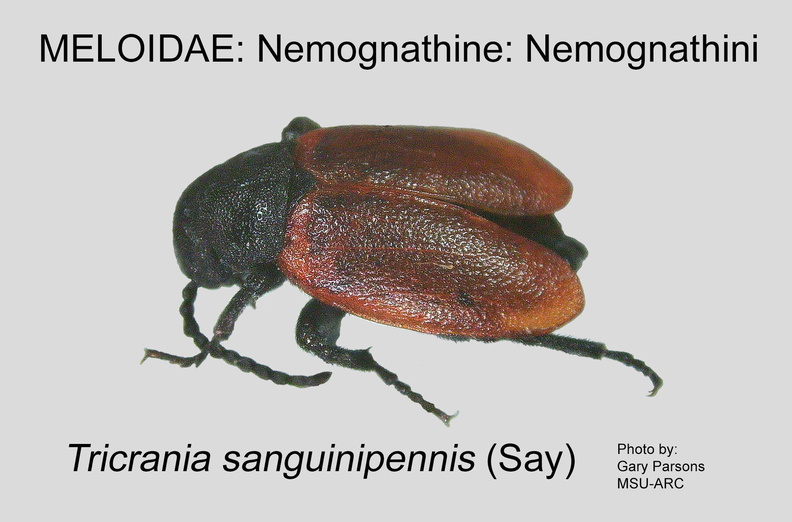 NEMO-NEMO Tricrania sanguinipennis GP MSU-ARC.jpg