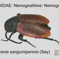 NEMO-NEMO Tricrania sanguinipennis GP MSU-ARC
