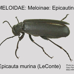 Meloidae