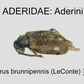 ADERINI Aderus brunnipennis GP MSU-ARC