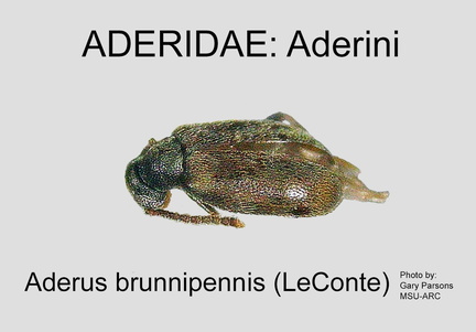ADERINI Aderus brunnipennis GP MSU-ARC