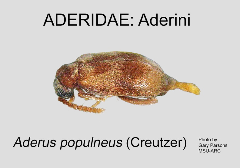 ADERINI Aderus populneus GP MSU-ARC.jpg