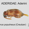ADERINI Aderus populneus GP MSU-ARC
